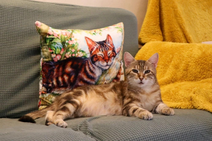 Chat installé confortablement sur le canapé du salon de la Maison Chaumet.